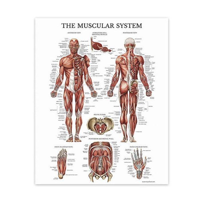 Muscular System Canvas Painting