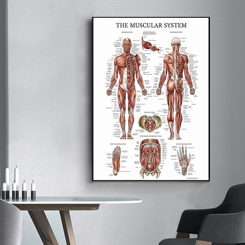 Muscular System Canvas Painting