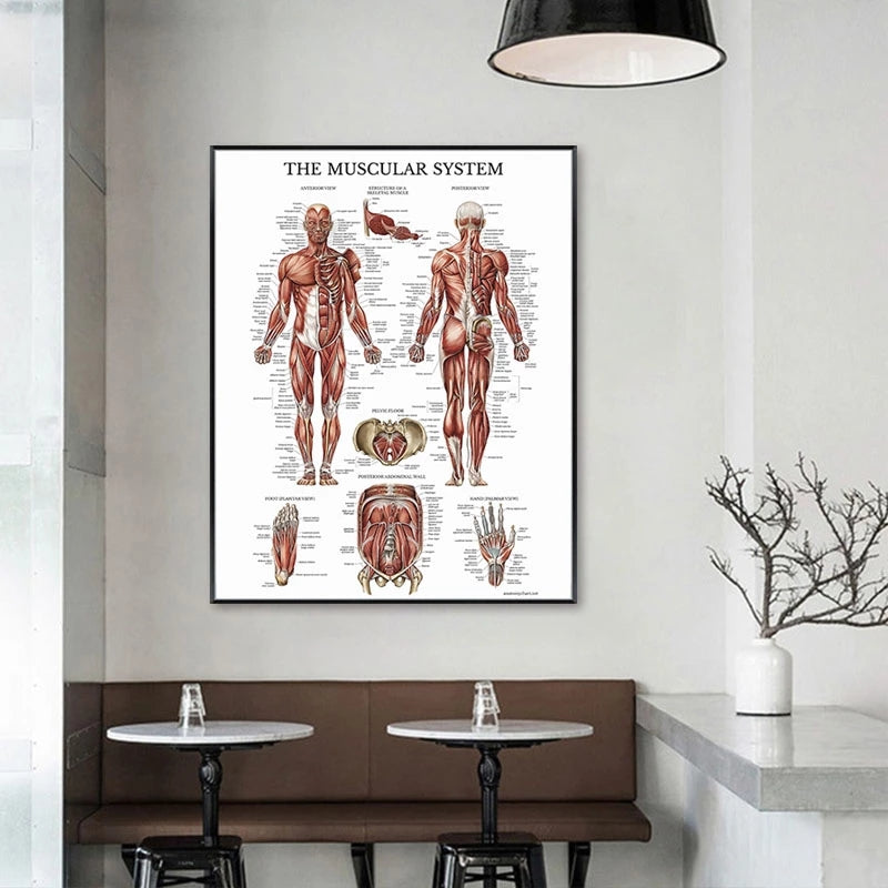 Muscular System Canvas Painting